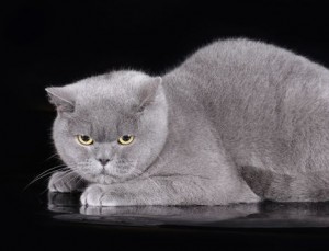 Голубой британец (британский кот, кошка)  